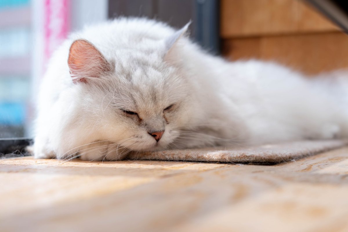 scandalmusicba's tweet photo. 犬派だったけど、自分の写真見れば見るほど猫が好きになっていく…また写真撮りたいな〜
人も撮影したい、日本いる間に。
特に女性かな、ストリート写真的なものが撮りたい。
猫な女性がいれば最高🐱😴😂
#猫 #被写体募集 #needmodel #cat #sonyα7II https://t.co/jdfML8KZSQ