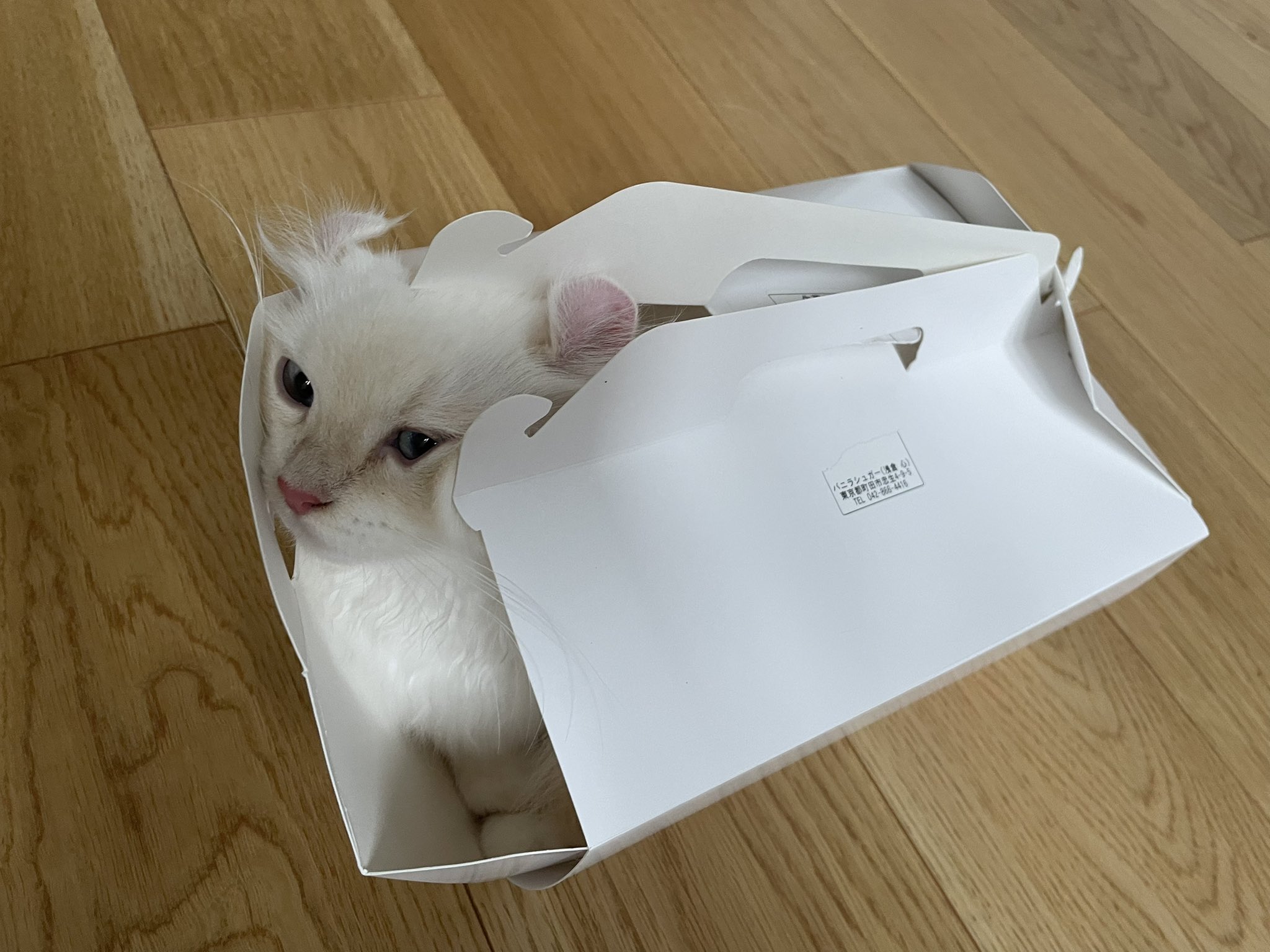 あべにゃんaka Armslave Rt Potechi Nikki 猫が明らか自分のサイズに見合わない箱でも無理に押し入って満足そうにするのほんと好き T Co Q3eqxa3tpt Twitter