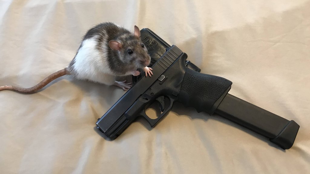 LegalizeRats's tweet image. ratatatatat