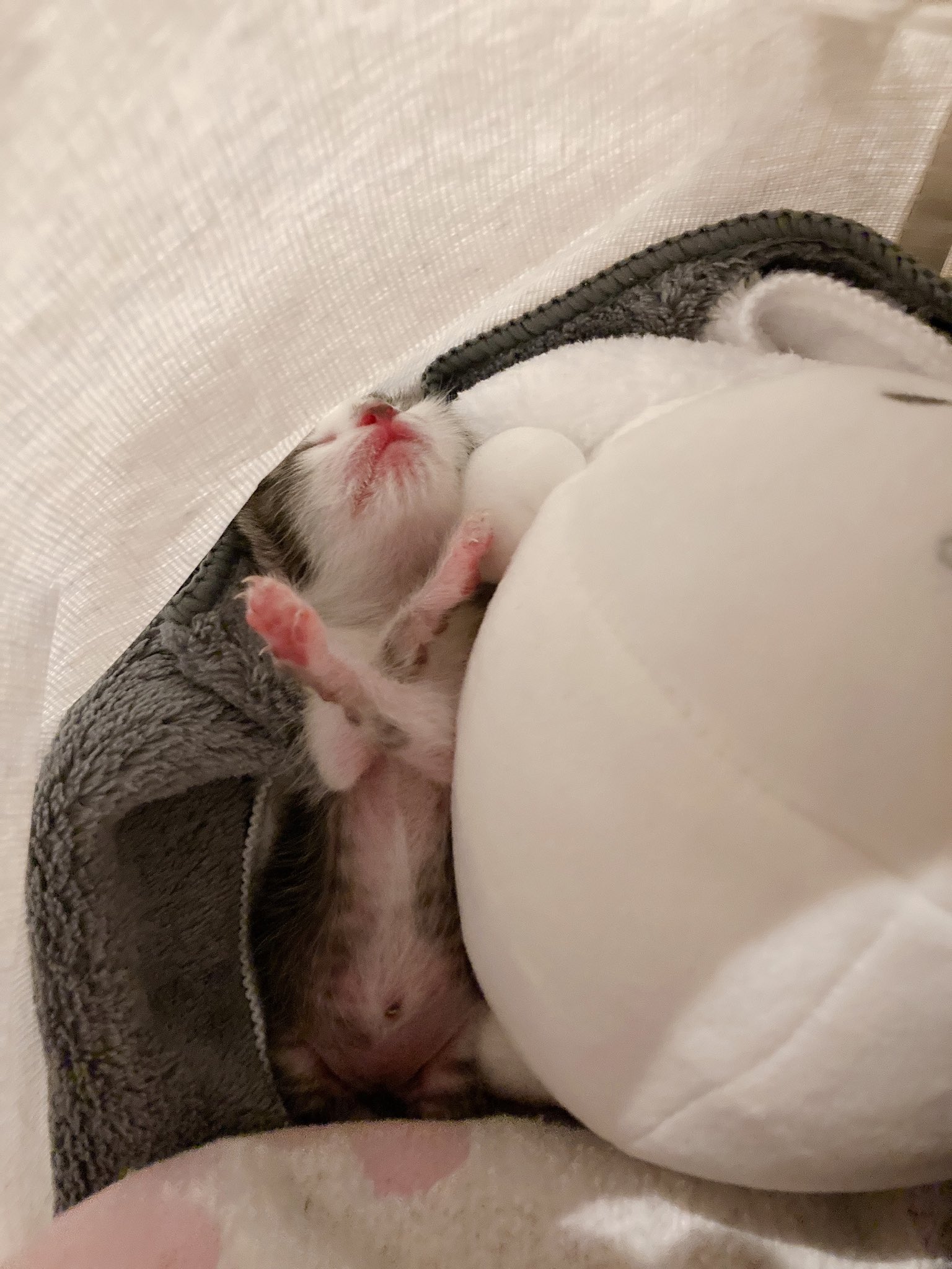 ししゃも (@0707_Shisyamo) / X