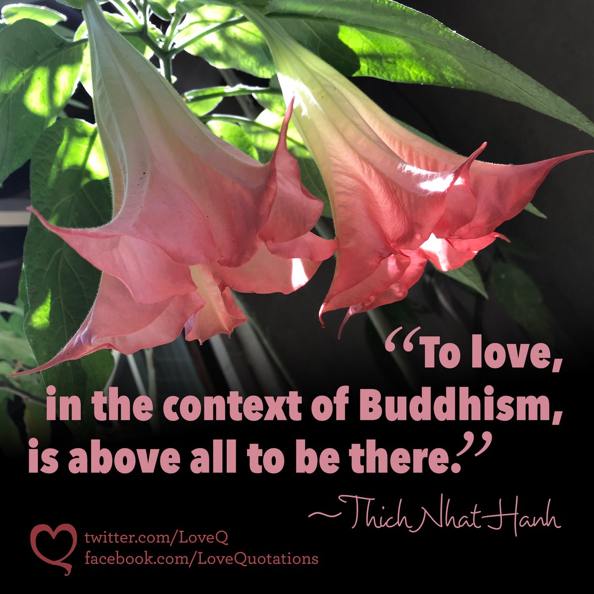 Love Quotes tweet media