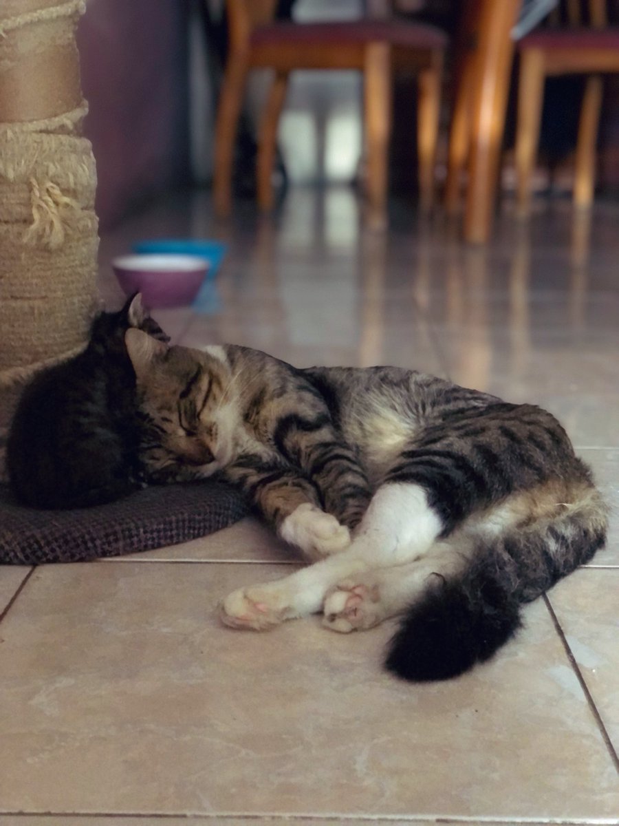 irvingAcostaRe1's tweet photo. #gatos #catlover https://t.co/3DVN3yfz9W