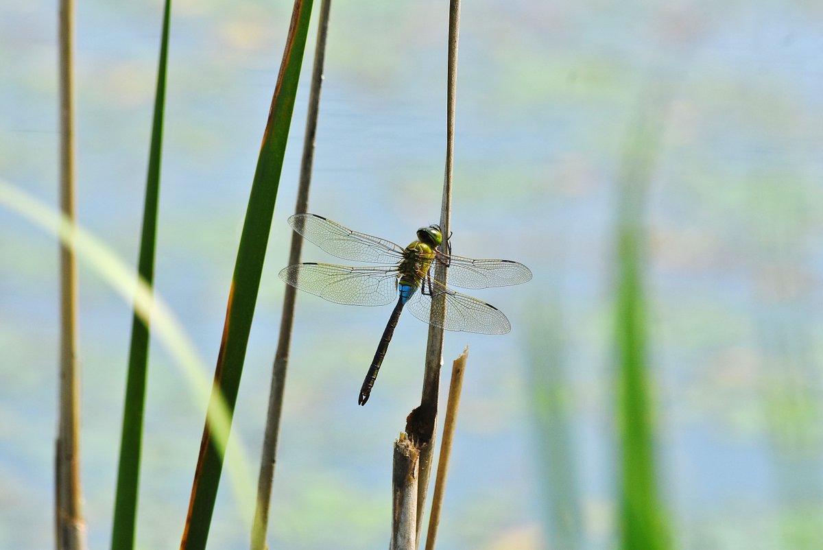 ギンヤンマ Lang Ja Twitter Search