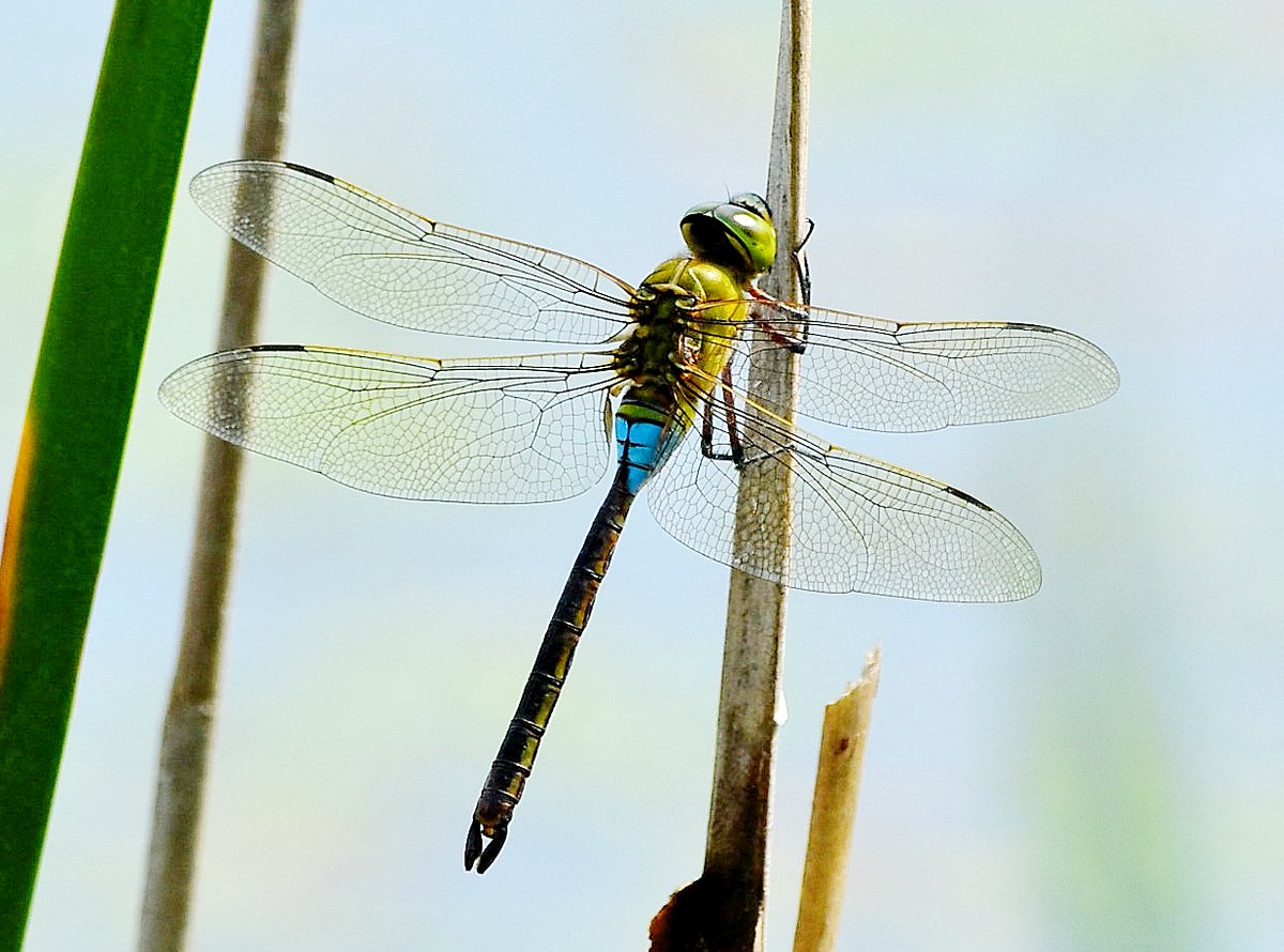 ギンヤンマ Lang Ja Twitter Search