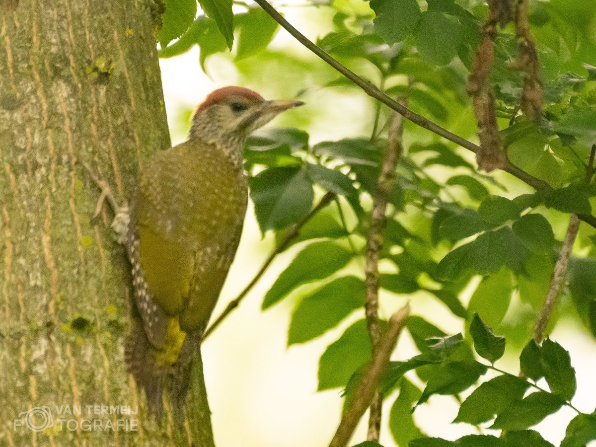 #groenespecht #greenwoodpecker #dutchnature #natuur #nature  #vogels #vogelfotografie #vogelsinnederland #vogelbeschermingnederland #vogelspotten #natuurfotografie #natuurfotografie_nl #naturephotography #zuidhollandslandschap #nationalgeographic #natuurinnederland #bird