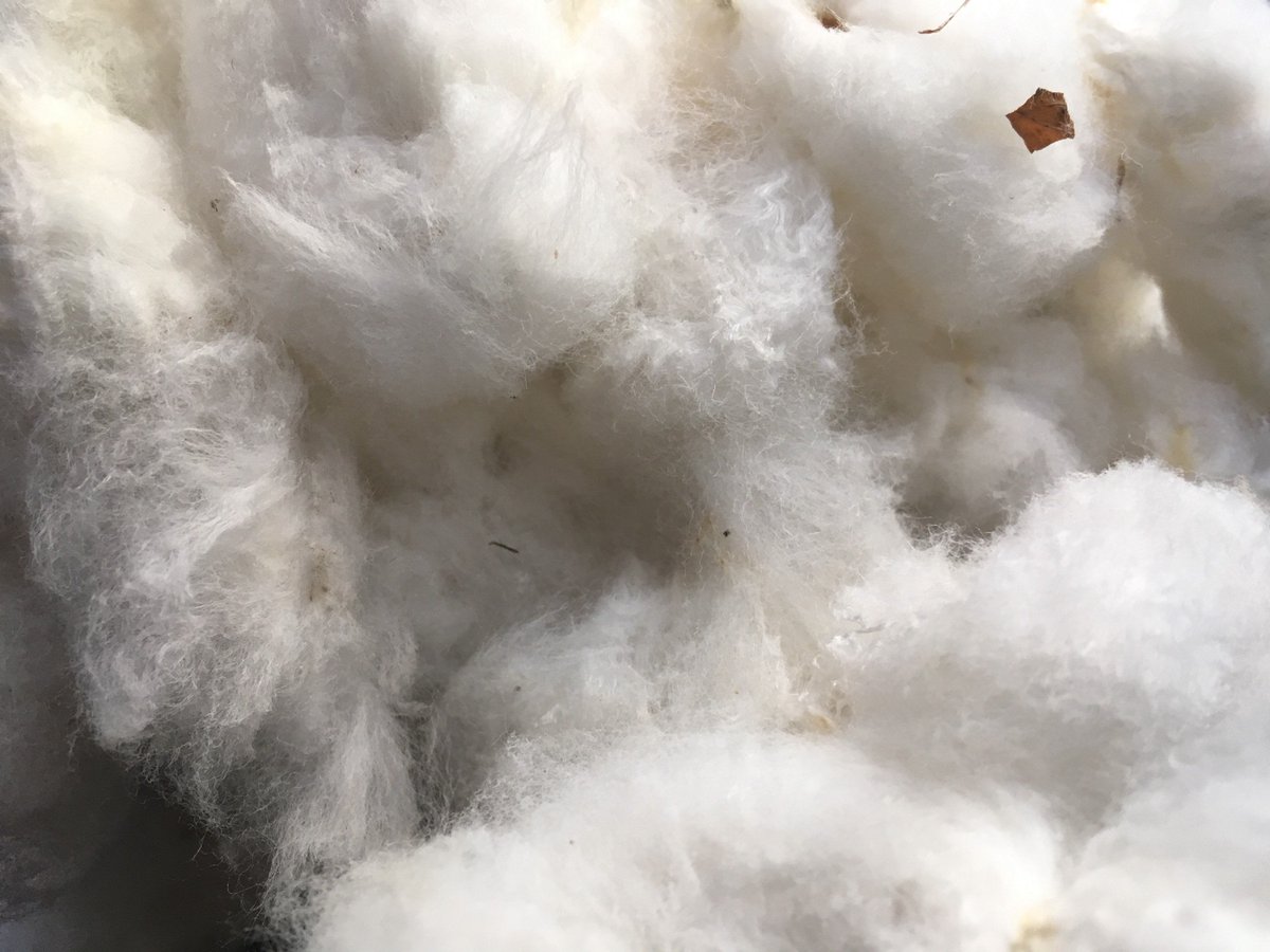 nashc7's tweet photo. Thanks for the kind words! ★★★★★ "An absolutely amazing product. The seeds were in the cotton and the fibers were still together. It’s is also very clean and well packaged. I’m going to get more when I’m out of this batch." emdollarhide https://t.co/GKGDiQ8ZzV #COTTON https://t.co/yGhYXhF8f0