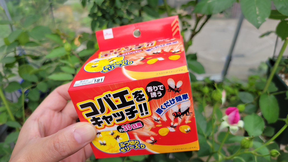 バラが大好きりーさん 有機肥料を使ってるとコバエがわくよね ダイソーでコバエホイホイ売ってたから ためしにやってみたらすごかった バラ 薔薇 バラが大好きりーさん 有機肥料を使ってるとコバエがわくよね ダイソーでコバエホイホイ売ってたから ためしにやってみたらすごかった バラ 薔薇