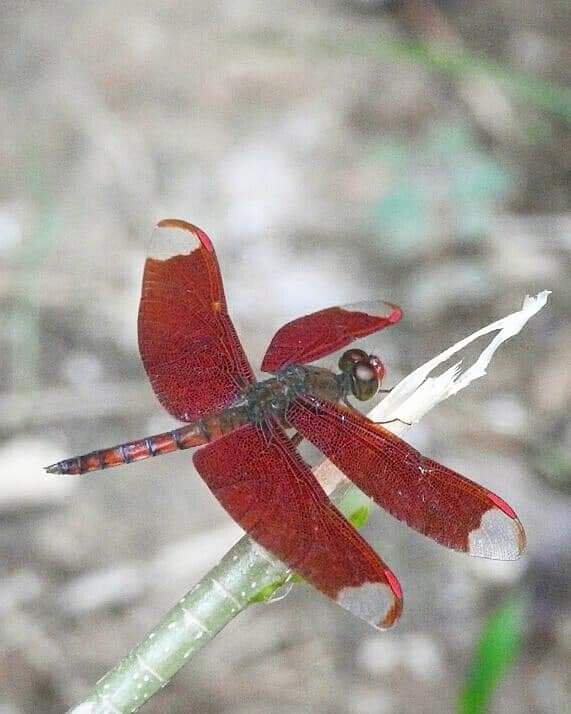 SNSINGHDEO tweet media