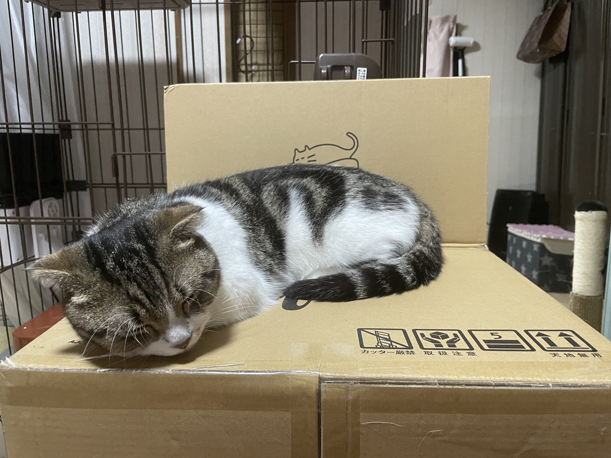 マンチカンです。 マンチカン詳細｜ペットショップNOAH'S ARK（ノアズアーク）