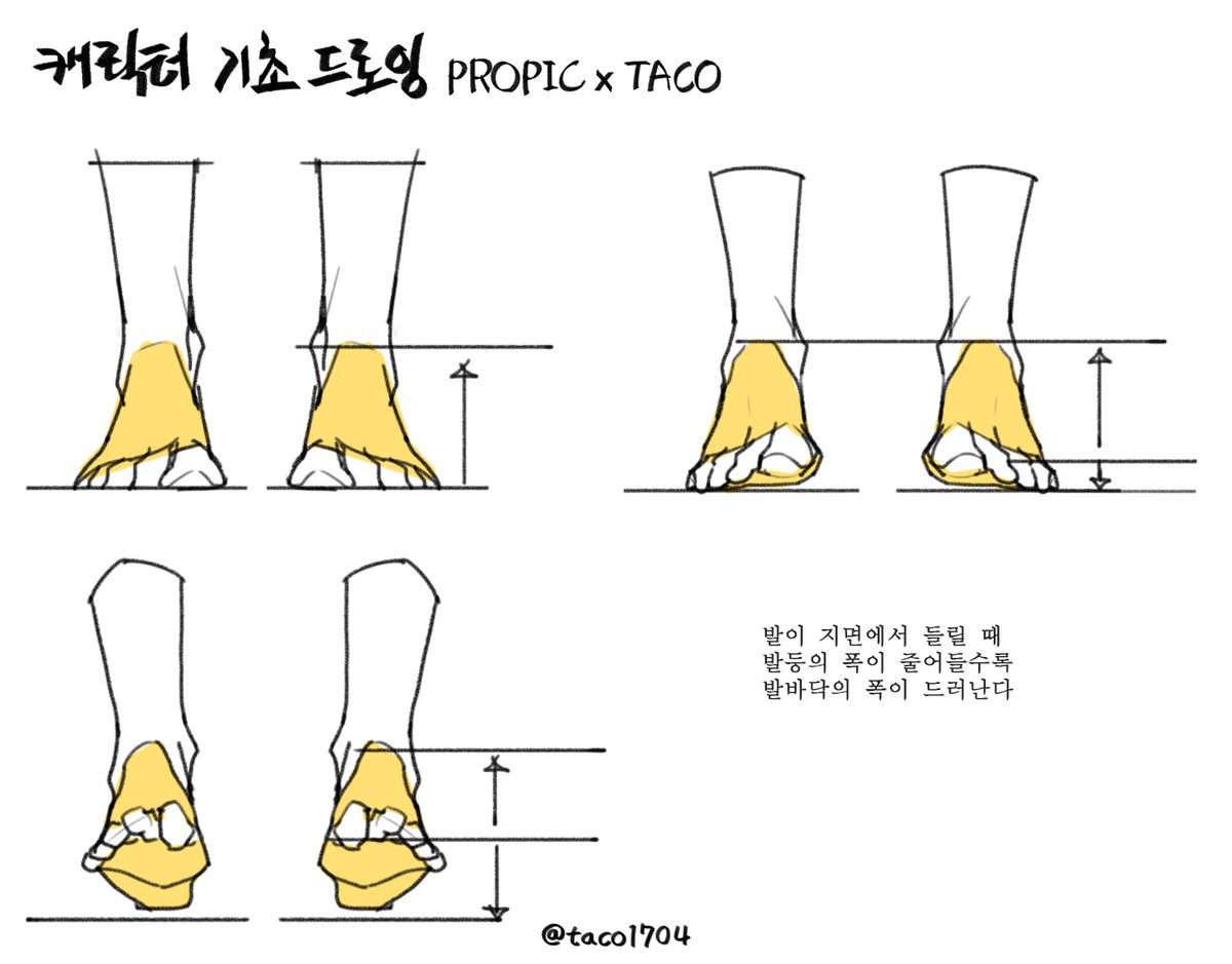 발이 지면에서 들릴 때 발등의 폭이 줄어들수록 발바닥의 폭이 드러난다 