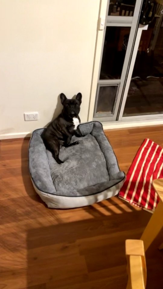 RoseFrenchieMom's tweet photo. https://t.co/MXq8EFbMDB