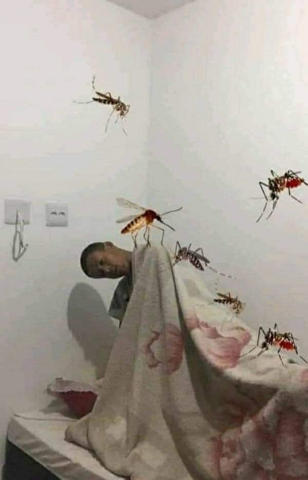 Miigue1993's tweet photo. Mi mamá: que duermas con los angelitos

-Los angelitos: 🦟 https://t.co/RV6HS5ZRnP