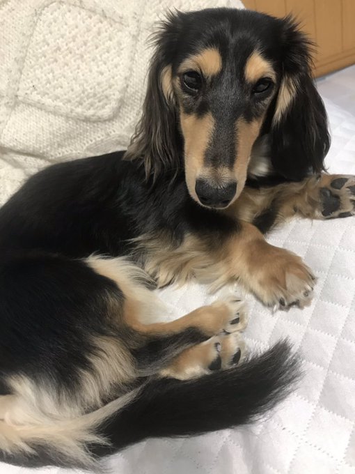 近づくと香ばしいにおいがするドッグ 