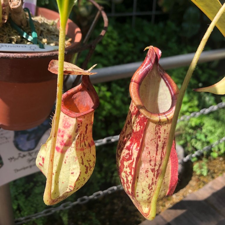 虫を食べる植物展 Twitter Search