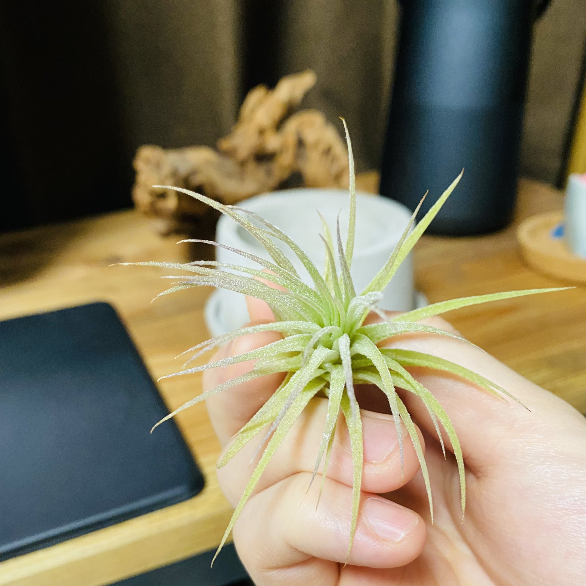 Forute フヲルテ イオナンタ というエアプランツを向かい入れました 今度こそ花を咲かせるよ 自信なさげ T Co Gxjmbgdwak Twitter