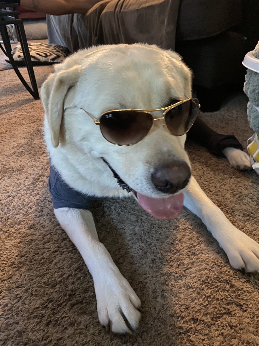 SharonChenTV's tweet photo. DOGGONE FUNNY I don’t think #CaptainKirk or #Louie found it quite as hysterical as we did, but this may be #MyBug’s best doggie dress up session yet. 😂😂😂😂
@thetaylaur
#thepants #bballteam #bikerdog #rockerdog #unconditionallove #PuppyPals https://t.co/Y5Stvw9Q5R