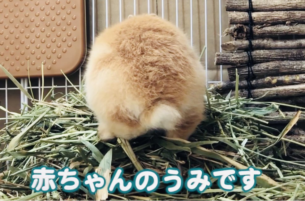 牧草入れ 牧草入れ