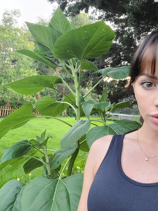 My skyscraper sunflowers just passed me in height! Still babies tho, got like another 15 feet to grow