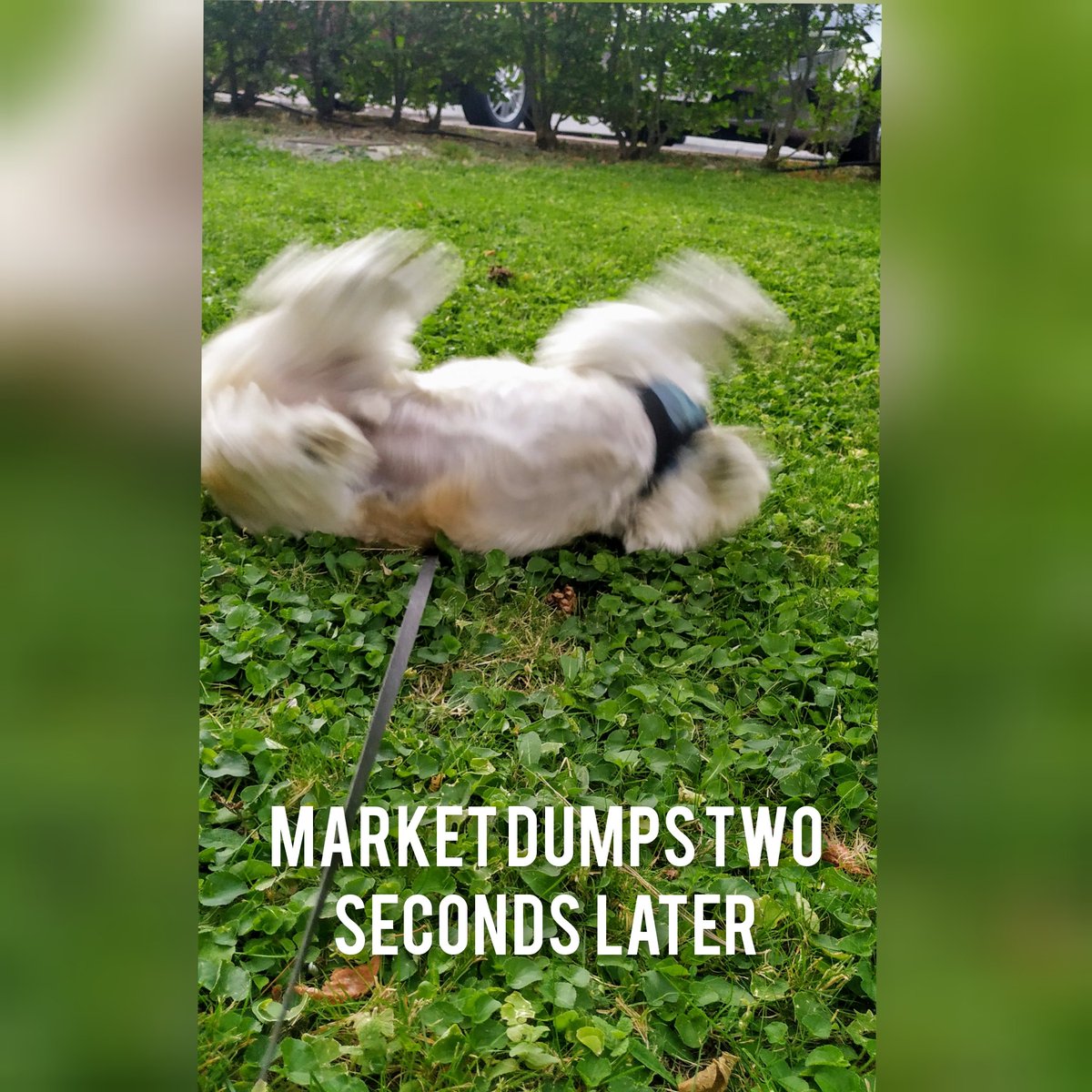 JorgSanM's tweet photo. @PhilakoneCrypto Found these two and added some text. They just represent my recent trades too well. 🤣 https://t.co/nPhbowObhr