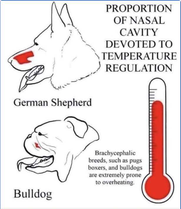 doggiversity's tweet image. No, monsoon hasn't hit in my area yet (or well, it's basically non existent). Take care &amp;amp; stay safe everyone!

Summer tips for dogs &amp;amp; cats - link in bio!

#dogsofdelhi #brachycephaly #heatwave #summerin