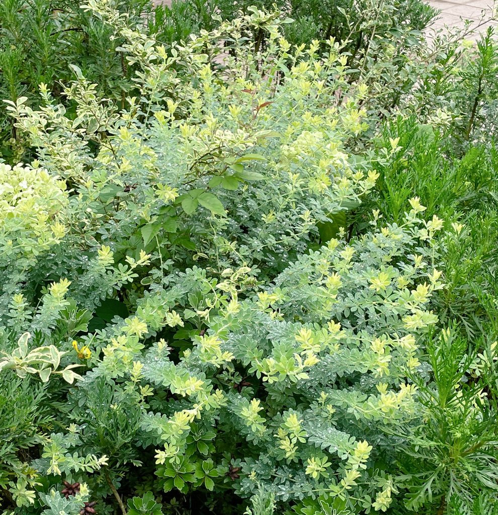 草のおと 今回の写真はロータスブリムストーンです 硫黄 ブリムストーン が名前の由来だそうです 花言葉は 完璧な美しさ や また逢う日まで です 草のおとだより Uec 花壇 T Co Dnjorsdby9 Twitter