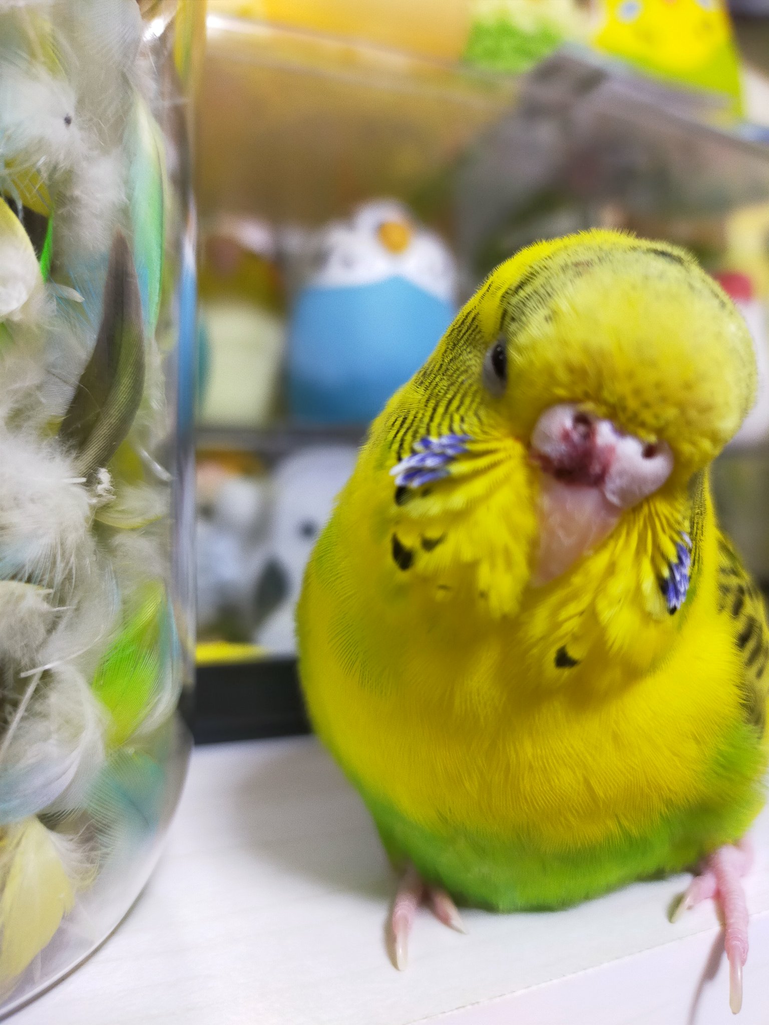 売れ筋 ピンク セキセイインコちゃん ピピタンさま専用 母の日ギフト 鳥用品