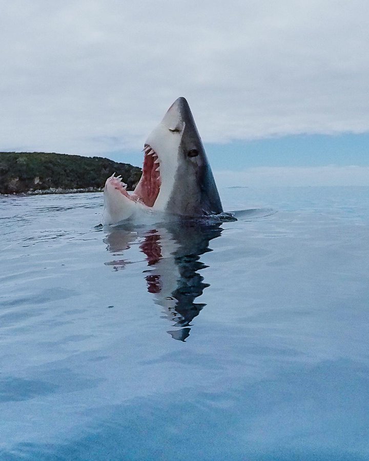 CommodoreBlog's tweet photo. Rare image of a shark stepping on a lego brick. #SharkWeek🦈 https://t.co/4utc8Tz7Ej