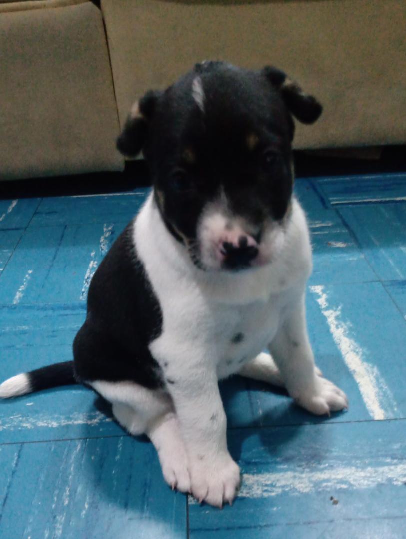 apoyocanino's tweet photo. Recuerdan el caso de la perrita de Casalta? Ella vivía en una plaza y los vecinos le rociaron gasolina y la intentaron quemar viva junto a sus cachorros. Por fortuna fueron rescatados necesitan alimento y hogares responsables. Se entregan esterilizados. Mariangel  0412-9013702 https://t.co/GGTyQzirKU
