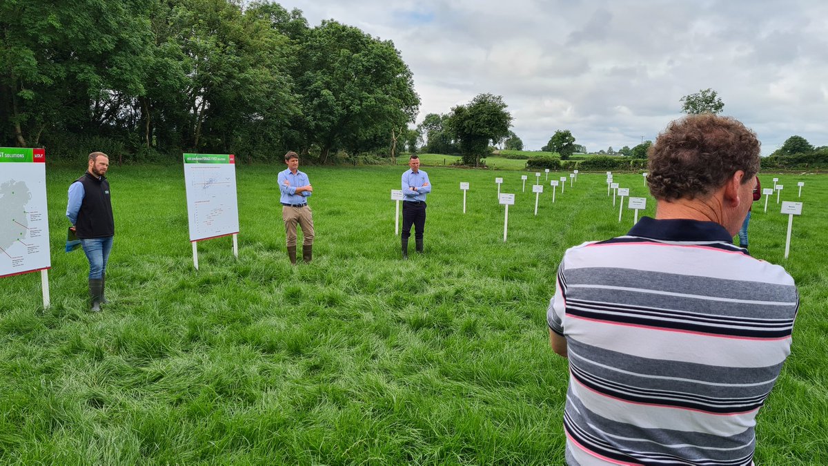 Standing in Nashota DLF grass seed on the surrounds of the grazing trials on the farm of David and Ivan Thomas. 
NxGen FORAGE FIRST solutions of grass mixtures from DLF.
#DLF5starvarieties
#5stargrass
<a href="/GrasstecLtd/">Grasstec Ltd</a>