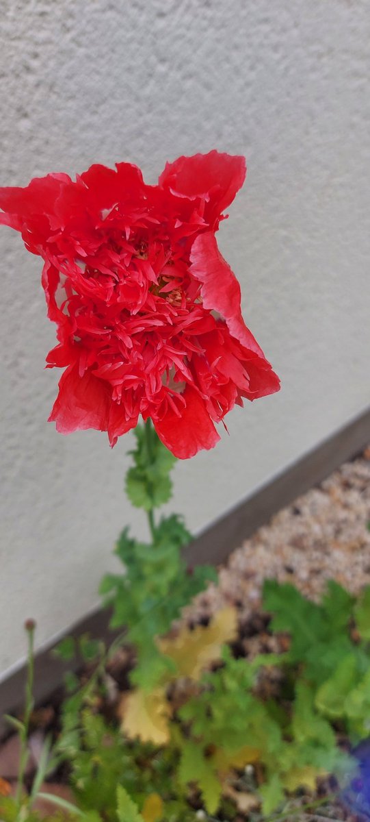 SimpleHonestly's tweet photo. Breadseed poppies popin' up everywhere https://t.co/SMiGcJN4dk