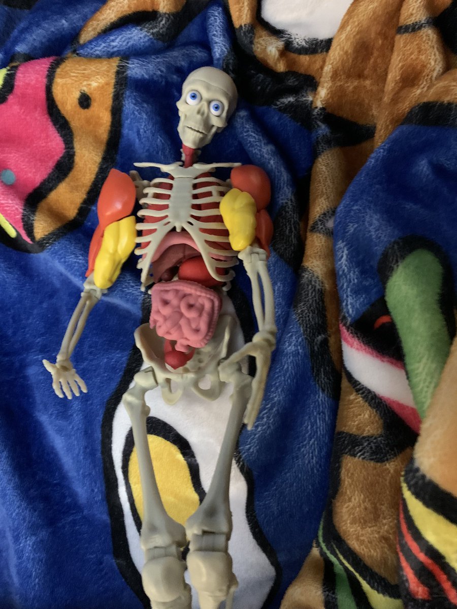 WhitleyDawn2's tweet photo. My son got this anatomy figure b/c he wanted it for his birthday (I’m assuming because I’m in nursing school and he thinks it’s cool) &amp; was trying to think of a clever name &amp; landed on Bobby Bones and I laughed hard and now he thinks he’s hilarious. @bobbybones @bobbybonesshow https://t.co/wH8ILiR5b5