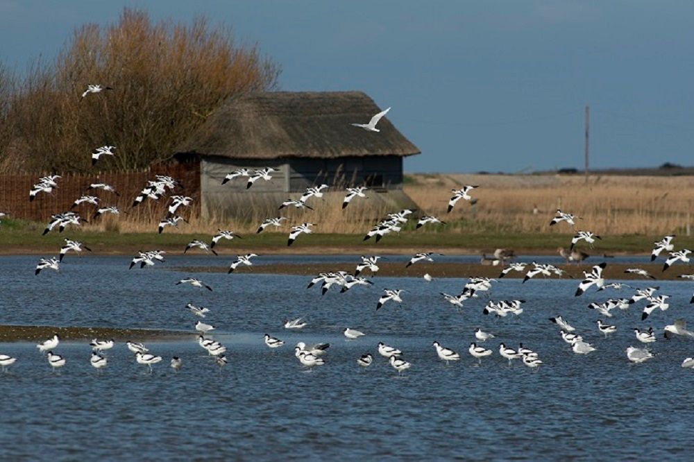 NorfolkWT's tweet image. 2 of the 3 central hides @NWTCleyCentre are reopening today! Daukes hide will stay closed until the nest of swallows that have made it their home fledge. We are recommencing charges for hide access from today, with a max capacity of 6 people per hide. Face coverings must be worn.