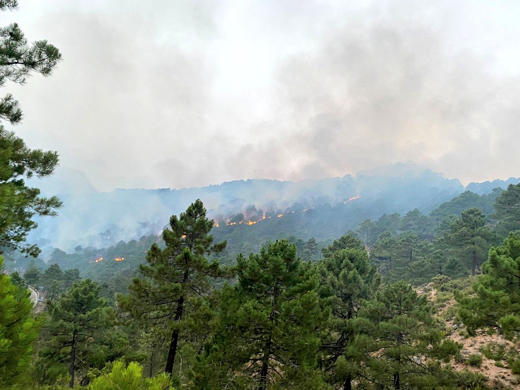 MeteoHellin's tweet photo. 🔥ÚLTIMA HORA🔥 | Declarado un incendio forestal en las inmediaciones del Puerto del Bellotar, detectado a las 05:50h, entre Bienservida y Villaverde de Guadalimar. Zona de densa vegetación y con condiciones meteorológicas adversas en las próximas horas. #IFBienservida #IIFF https://t.co/abDA1Rph9X