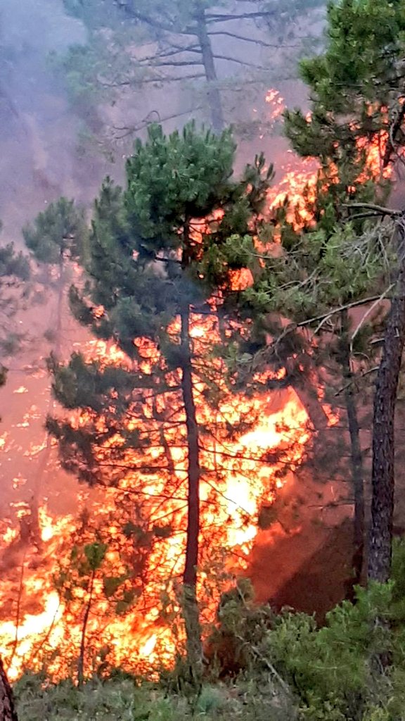 MeteoHellin's tweet photo. 🔥ÚLTIMA HORA🔥 | Declarado un incendio forestal en las inmediaciones del Puerto del Bellotar, detectado a las 05:50h, entre Bienservida y Villaverde de Guadalimar. Zona de densa vegetación y con condiciones meteorológicas adversas en las próximas horas. #IFBienservida #IIFF https://t.co/abDA1Rph9X