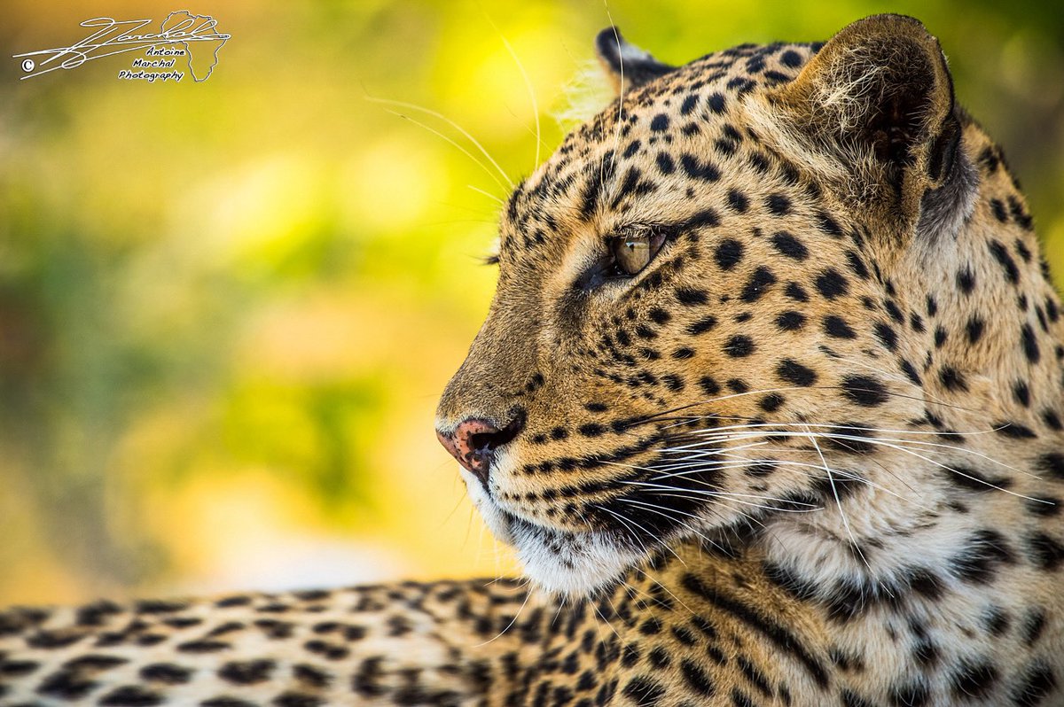 ntoine_Photo's tweet image. A beautiful #leopard in #EtoshaNationalPark #Namibia #etosha #wildlife #africa