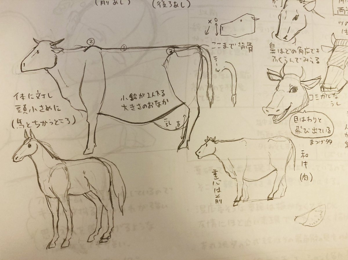 馬とか牛、アウトラインで描いちゃってるから動物の描き方でアプデしたい!
これはお仕事で牛の絵が必要でメモとったやつ 