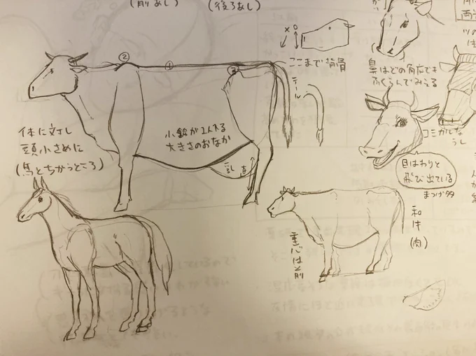 馬とか牛、アウトラインで描いちゃってるから動物の描き方でアプデしたい!
これはお仕事で牛の絵が必要でメモとったやつ 