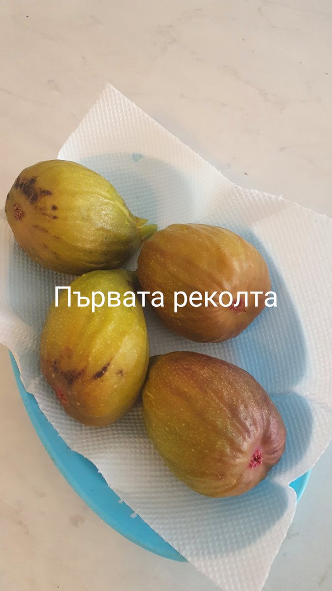 NedkoGardev's tweet photo. https://t.co/mzrU2IDGzw