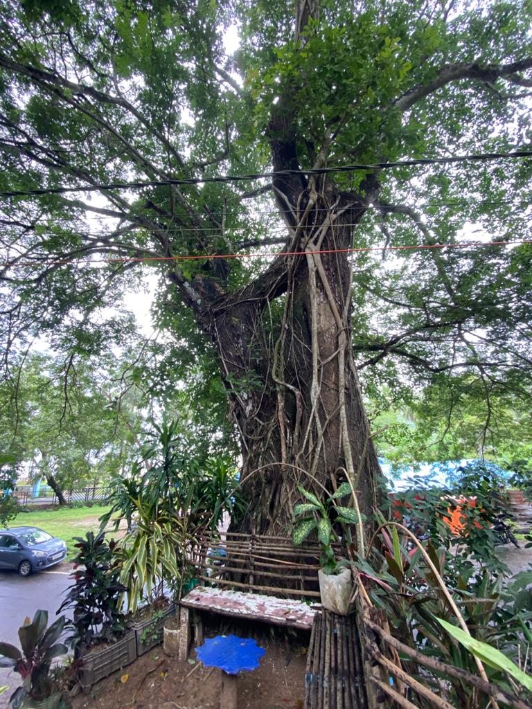 Lagneshofficial's tweet photo. SirisTree standing on SyNo.10/9 situated at Corbyn'sCove now looks more dangerous 4public &amp; for those who travel from there. Tree gets bend &amp; slide day by day which leads to fall soon.
We request administration to cut down d tree before it falls.
@Andaman_Admin @DcSouthandaman https://t.co/lbGitt6Bff
