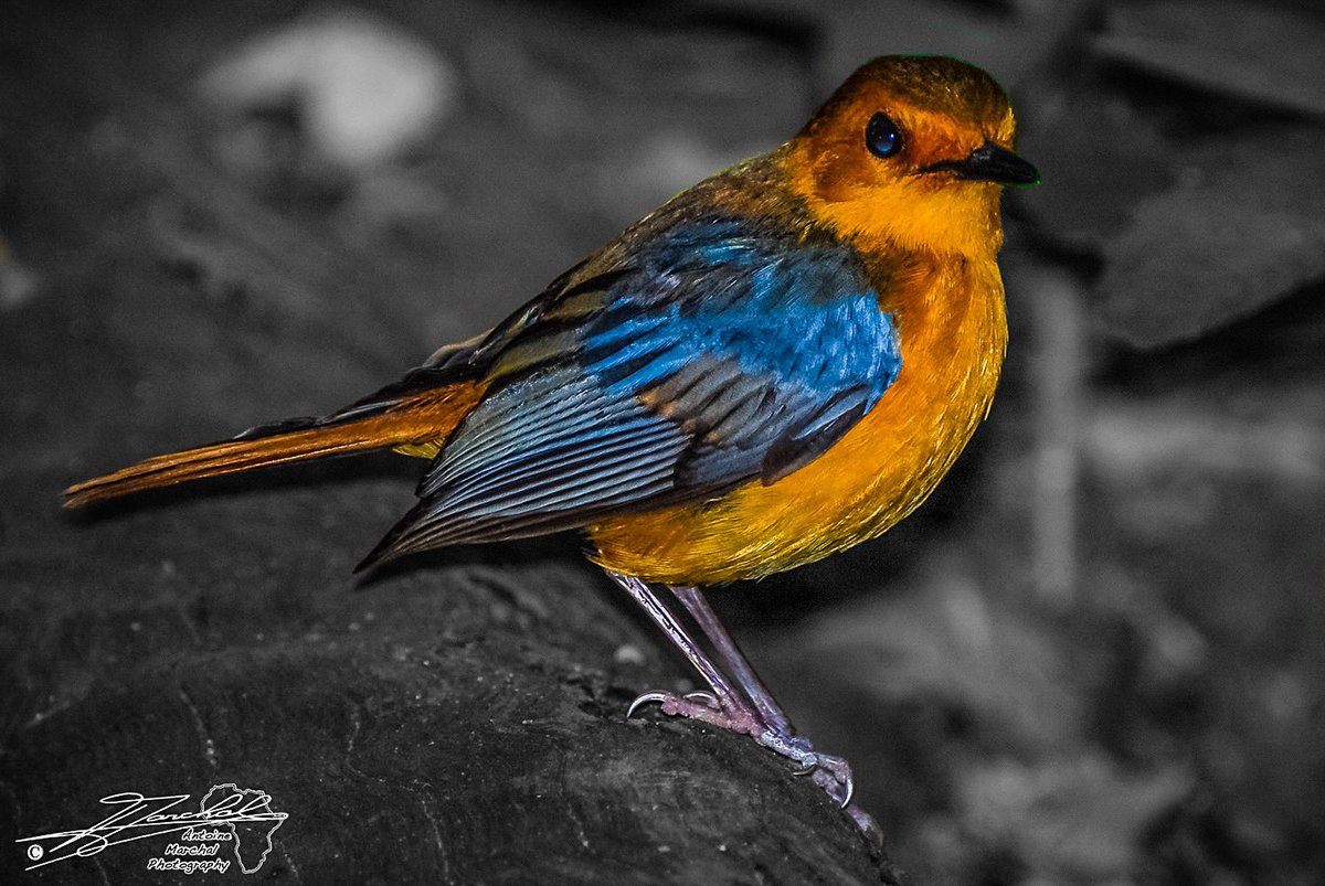 ntoine_Photo's tweet image. #Redcappedrobinchat in #PontadeMalongane #Mozambique #malongane #robinchat #birding #Africa