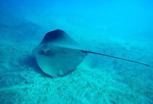 Michael_Lambda's tweet photo. When Odysseus visits the Land of the Dead, Tiresias tells him that his death is “coming from the sea”  The son of Odysseus by the sorceress Circe killed unwittingly the hero with a spear that had been tipped with the point of a stingray thus fulfilling the prophecy. https://t.co/NkA15lbp71