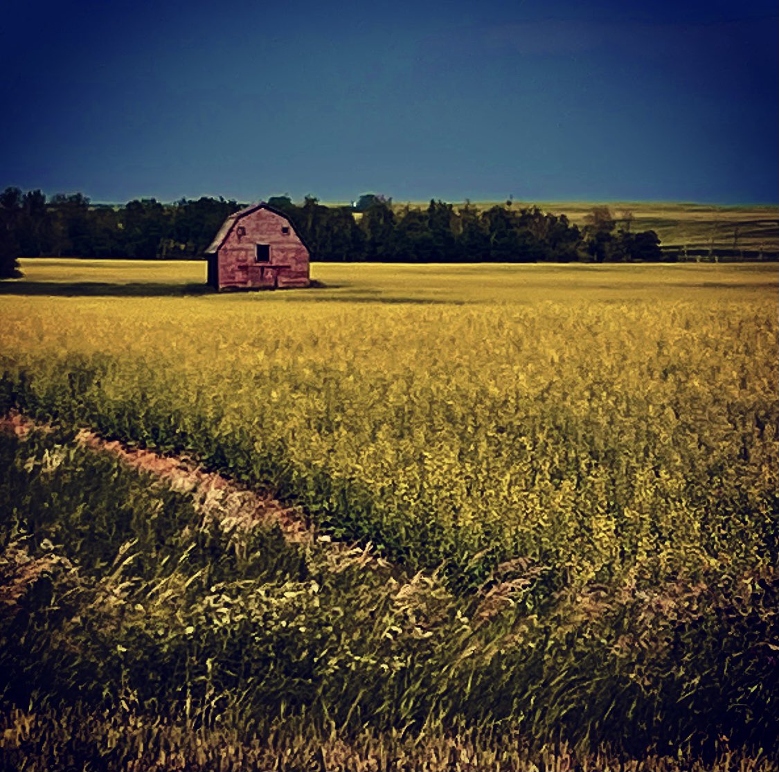 Summer on the prairies! You can still discover remnants of some of the first Ukrainian settlements in Canada along the highways and backroads of Saskatchewan. #canola #prairielife #UkrainianCanadiana #settlers #exploresask #SaskMuseums #УкраінськийМузейКанади #Саскатун #umcyxe
