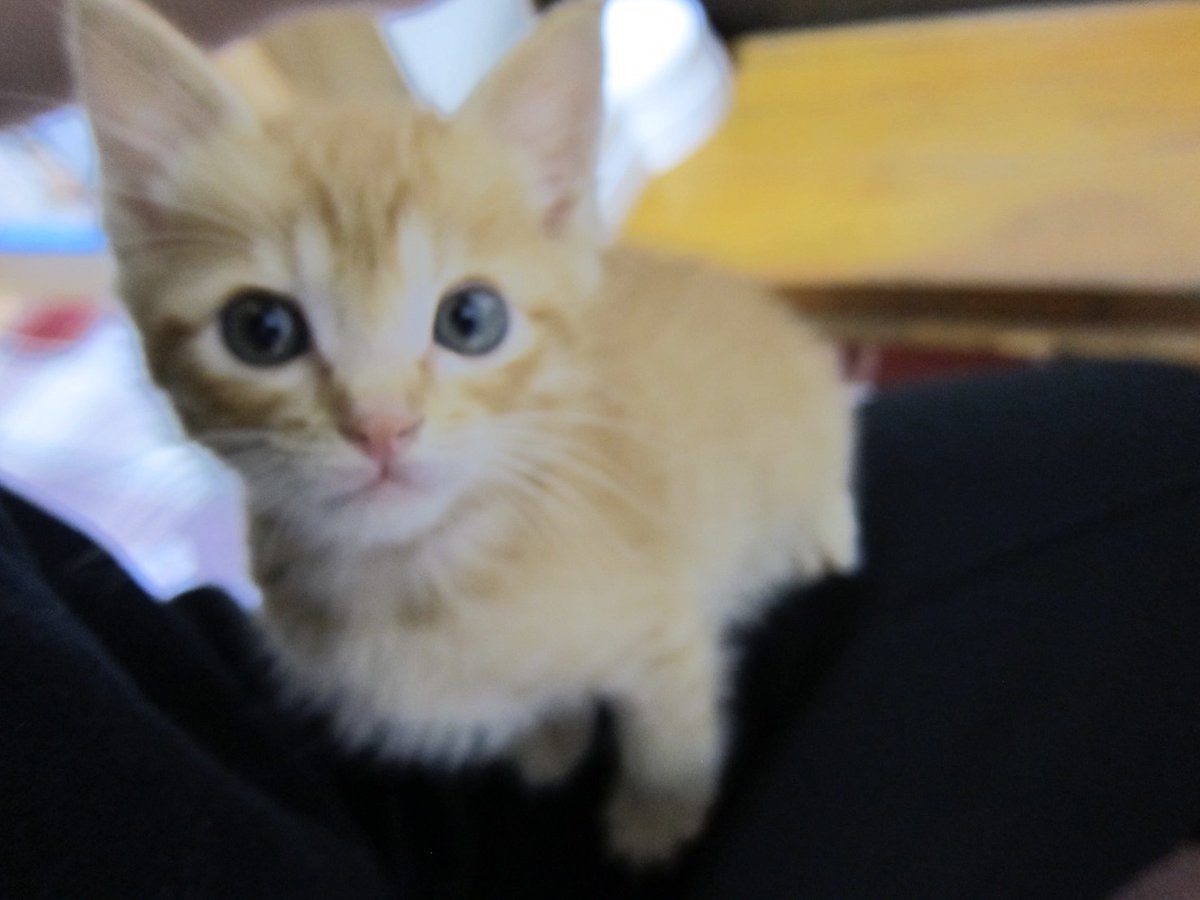 goemon_mon_mon's tweet image. ミニサイズだったのに1年でジャンボになりました