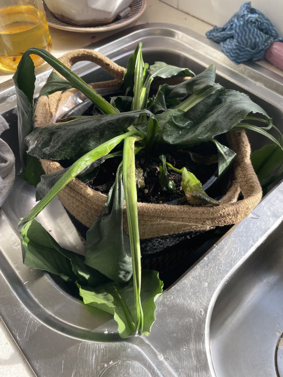 MirabowMistress's tweet photo. Coles, you really need to start caring about your plants so that you don’t have to put them in the “reduced to clear” bin and being cunts to a living being. I plan to take good care of her, as you can see. #essentialshopping. https://t.co/YMcVUHOTAE