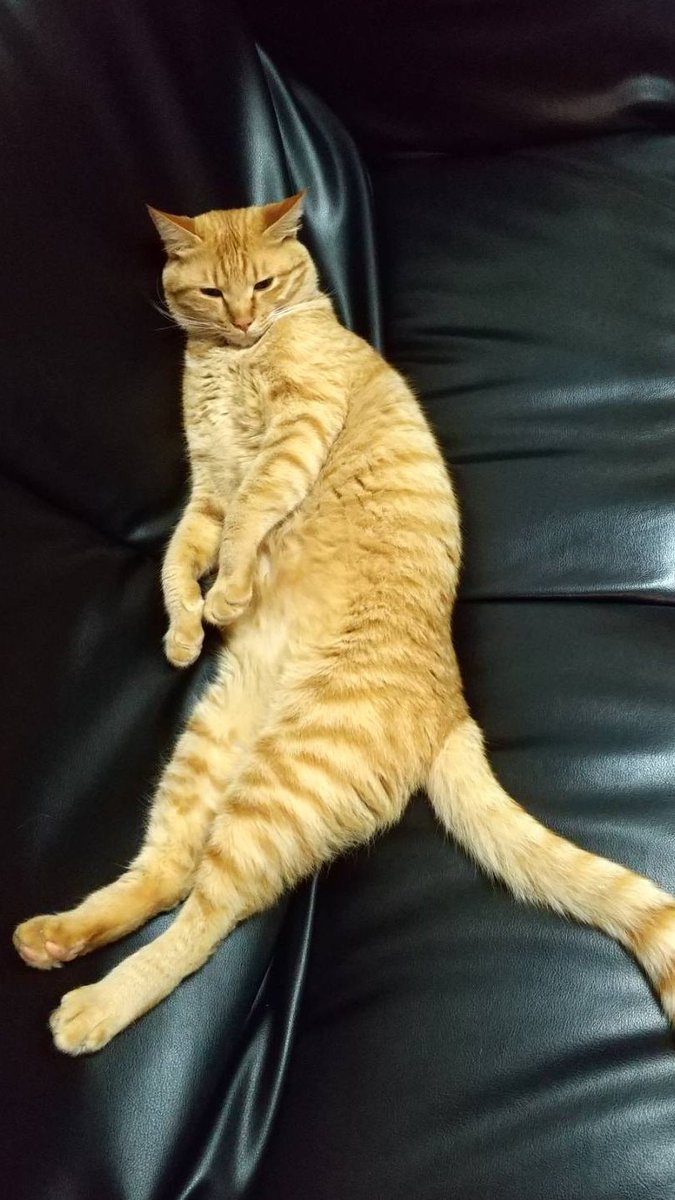 goemon_mon_mon's tweet image. ミニサイズだったのに1年でジャンボになりました