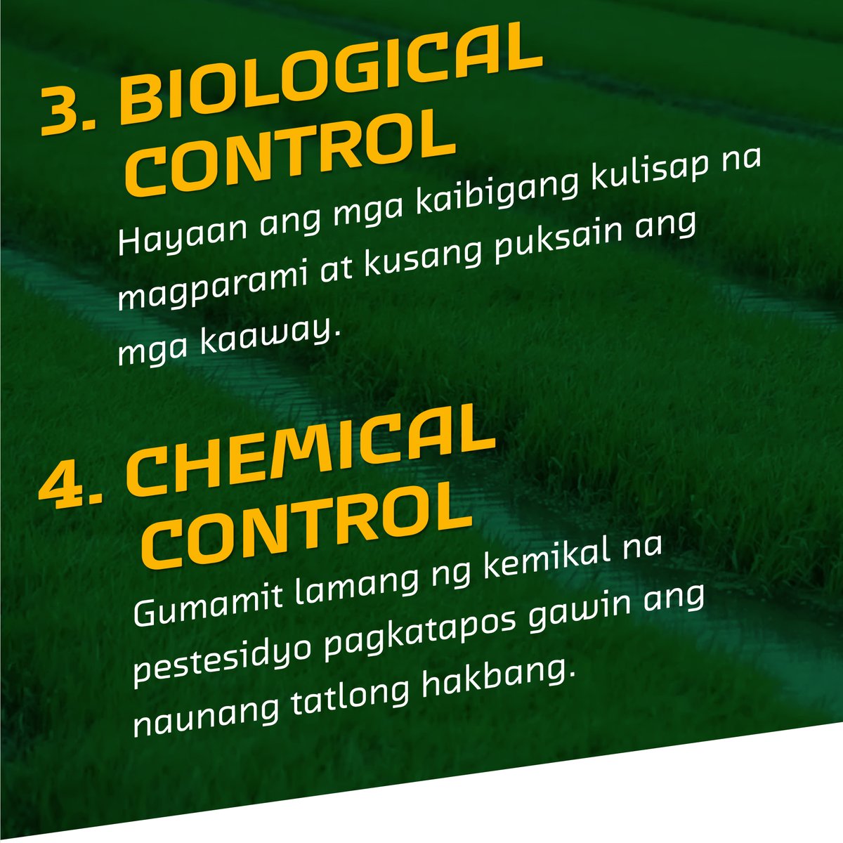 RCEFExt's tweet photo. #RCEFExt: Para sa karagdagang impormasyon, sumangguni sa:

Training &amp; Farm Schools
- TESDA 0917-4794370 (Text Only)
- DA-ATI 09209462474

Rice Production - DA-PhilRice   0917-111-7423

Mechanization - DA-PhilMech - 0932-869-6837 (local 102)

#PalaywakinAngGaling #yunPALAYun https://t.co/p8sgJcHJam
