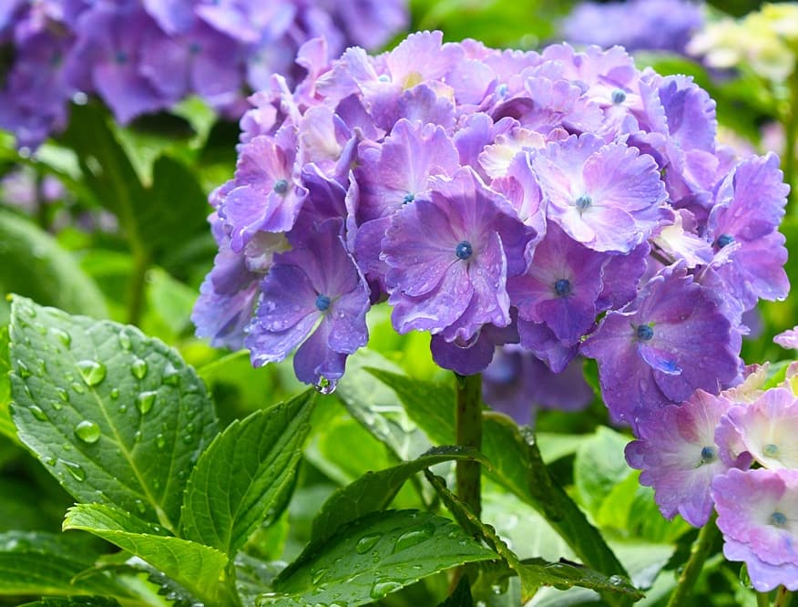 秋田県北秋田市 公式 市の花 紫陽花 翠雲公園は別名 あじさい公園 と呼ばれ 9種類約2500本の紫陽花が植樹されています 見頃は今月中旬 下旬ですので 是非お立ち寄りください 北秋田市 翠雲公園 あじさい アジサイ 紫陽花 秋田県北秋田市 公式 市の花 紫陽花 翠雲公園は別名 あじさい公園 と呼ばれ 9種類約2500本の紫陽花が植樹されています 見頃は今月中旬 下旬ですので 是非お立ち寄りください 北秋田市 翠雲公園 あじさい アジサイ 紫陽花