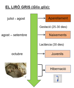 ProjecteLiro's tweet image. Aquí podeu veure el cicle biològic del liró gris #glisglis, com ja sabeu dorm molt 💤💤 però durant el mes de juliol inicia l&apos;aparellament.
L&apos;equip del #ProjecteLiro està a punt per fer el seguiment d&apos;aquesta temporada.  Us mantindrem informats de totes les troballes🐭😍