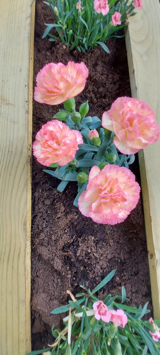 pieterman2010's tweet photo. New, dianthus.
#mygarden #Flowers #dianthus #anjer https://t.co/C0gTySyzai