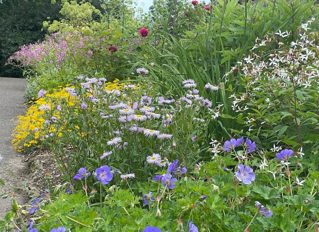 bordehillgarden's tweet photo. The summer border on Paradise Walk @bordehillgarden is a profusion of colour. Designed by @chrisbeardshaw the soft palette is really coming into its own this year. #summerborder #summerflowers #sussexgardens #MondayMotivation https://t.co/JzYr809PiF
